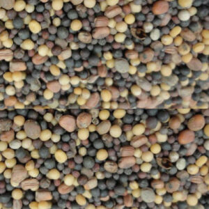 Семена смеси сидератной (редька-горчица-рапс) изображение