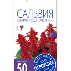 Лц/сальвия Скарлет О*0